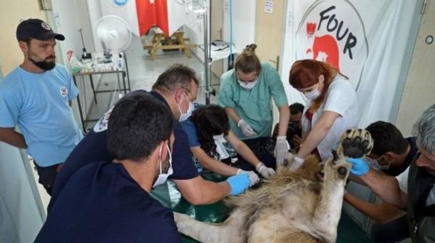 Halep Hayvanat Bah&ccedil;esi'nde Geriye Kalan Yaban Hayvanlarının T&uuml;rkiye'ye Nakil Işlemi Tamamlandı