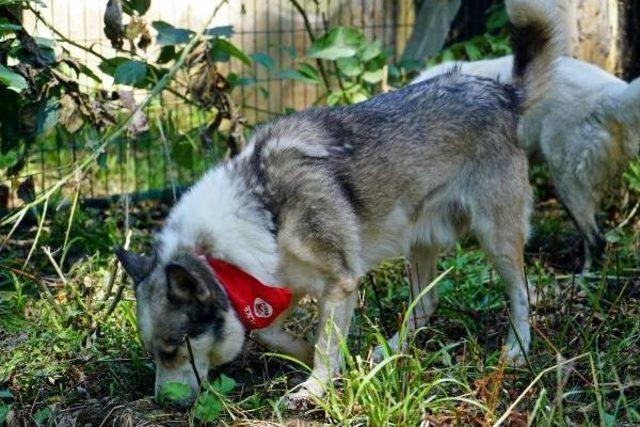 Suriye’Den Getirilen Aslanlardan Birinin Ikiz Yavrulara Gebe Olduğu Belirlendi