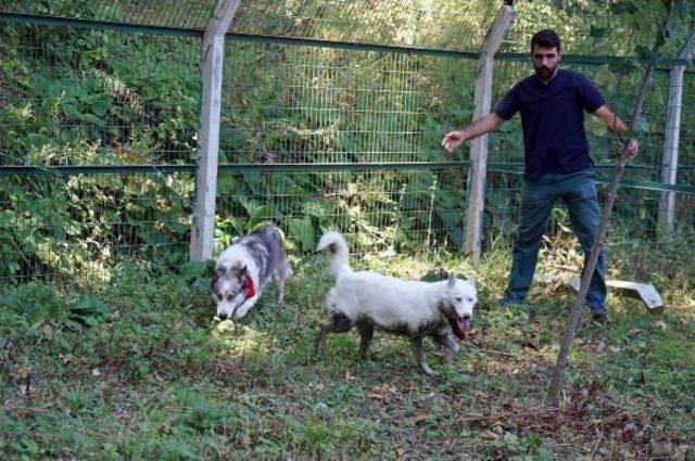 Suriye’Den Getirilen Aslanlardan Birinin Ikiz Yavrulara Gebe Olduğu Belirlendi