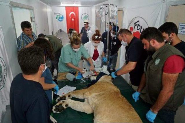 Suriye’Den Getirilen Aslanlardan Birinin Ikiz Yavrulara Gebe Olduğu Belirlendi