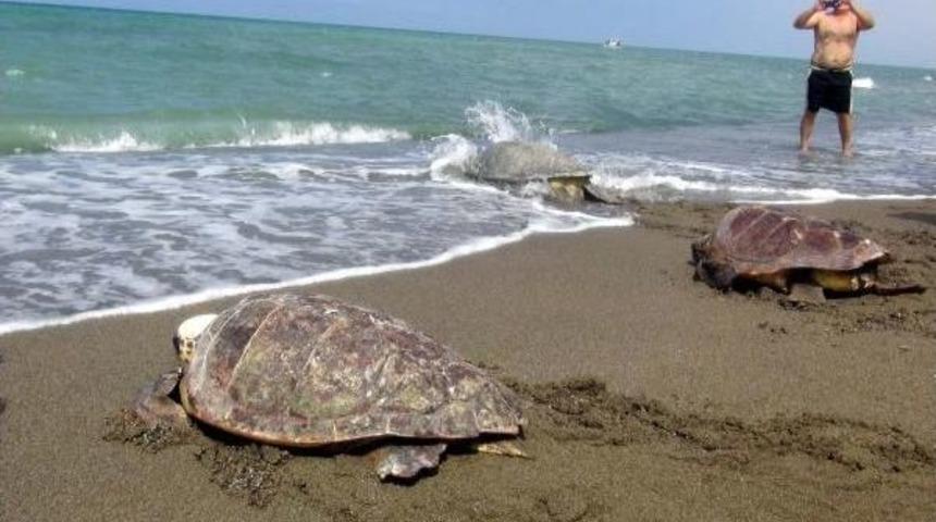 Tedavi Edilen Kaplumbağalar Denize Bırakıldı