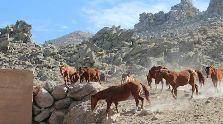 Yılkı Atları Yakalanıp Rehabilite Edilecek