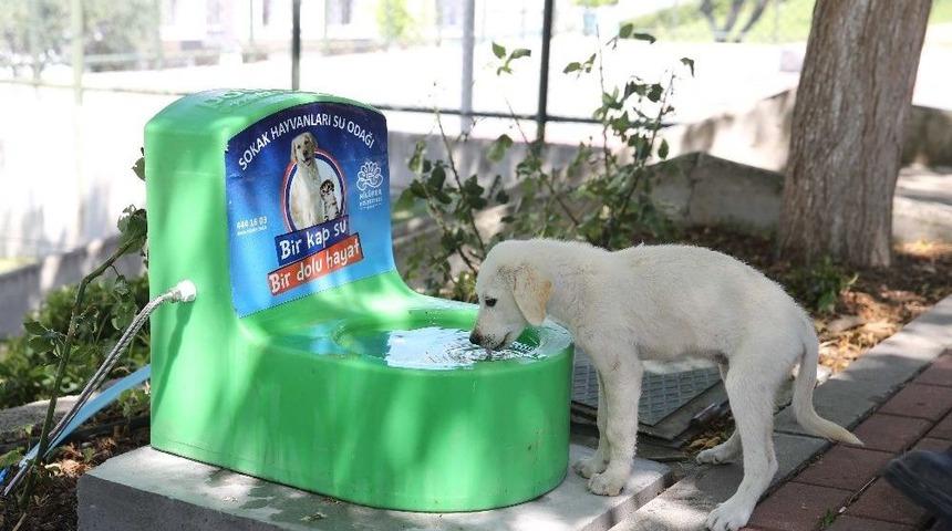 Can Dostlar İ&ccedil;in Otomatik Beslenme Ve Su Odağı