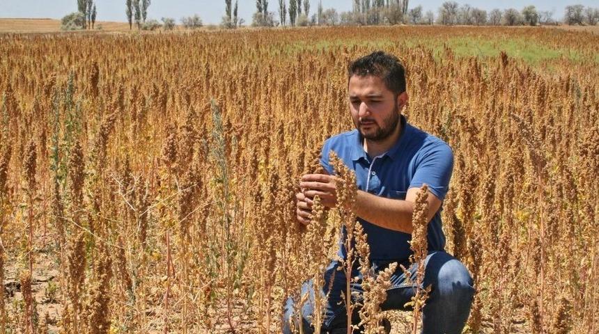 &Ccedil;orum&rsquo;da İlk Kez Kinoa Bitkisinin Hasadı Yapılacak