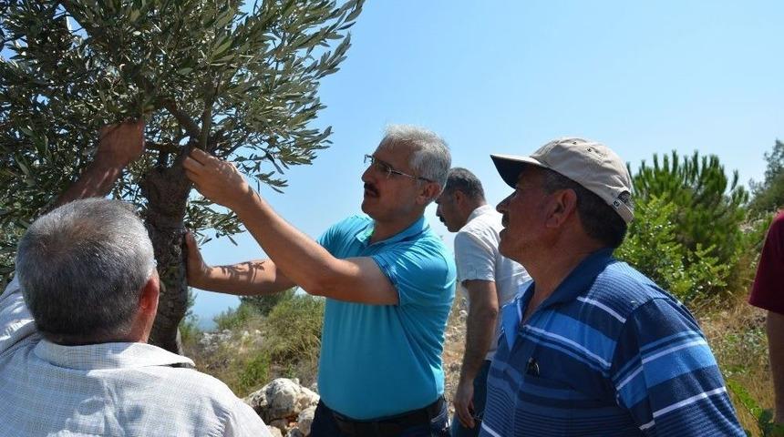 Mersin’de Delice Aşılamalarında Hedefler Aşıldı