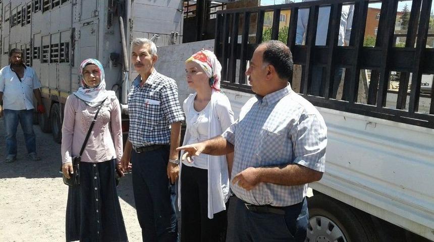 Arapgir&rsquo;de 30 Adet B&uuml;y&uuml;kbaş Hayvan Dağıtıldı