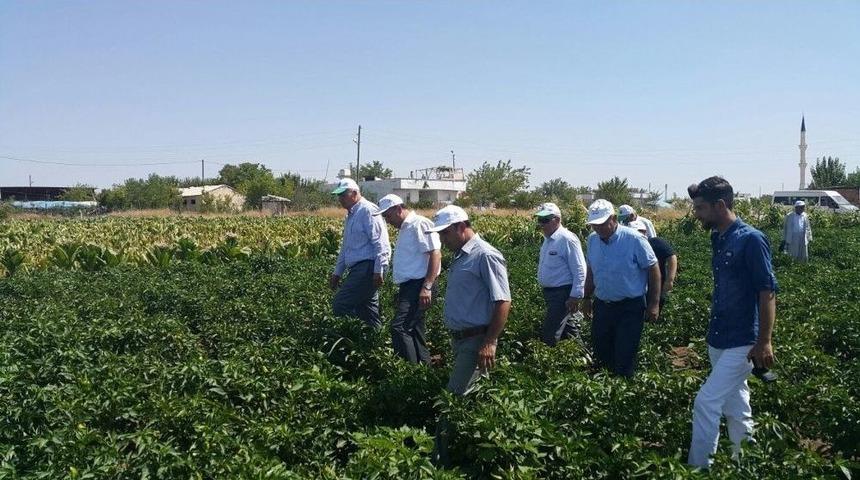 Kahta İl&ccedil;esinde Tarla G&uuml;nleri D&uuml;zenlendi