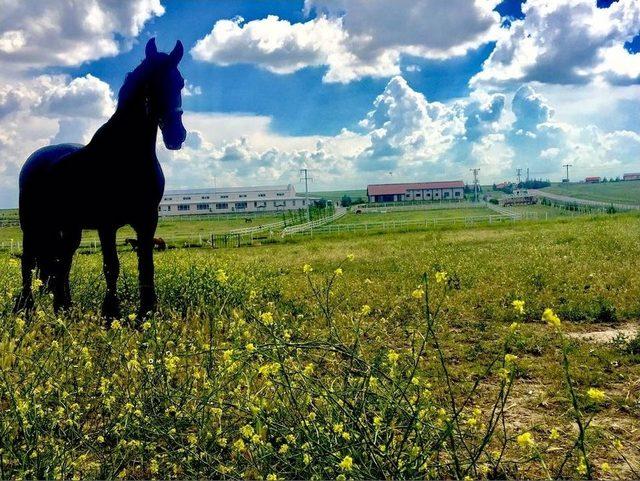 Mahmudiye Atlı Dayanıklılık Yarışmaları’nda Kupalar Sahiplerini Bekliyor