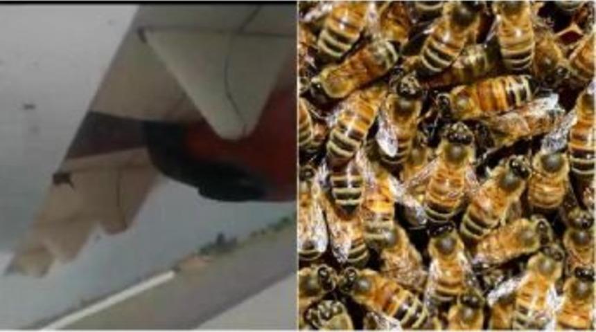 Arı Saldırısı U&ccedil;ağa R&ouml;tar Yaptırdı