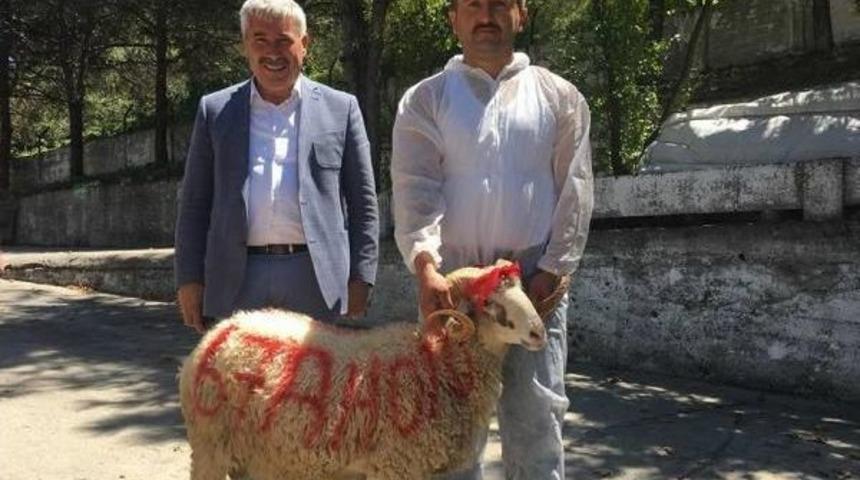 Belediye Başkanı, Yeni Makam Aracı I&ccedil;in Kurban Kestirdi