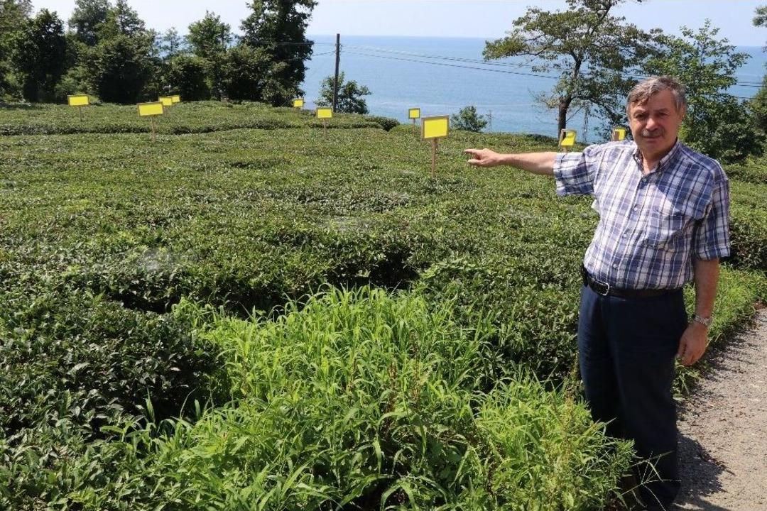 Zararlı Kelebeklere Tuzak Kurdular