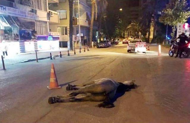 Antalya’da Faytona Koşulan Atın Ölümü