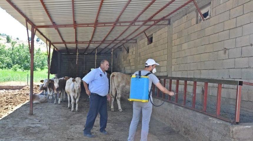 Karasinekle M&uuml;cadele S&uuml;r&uuml;yor