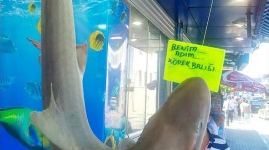 Marmara K&ouml;pek Balığından Ge&ccedil;ilmiyor