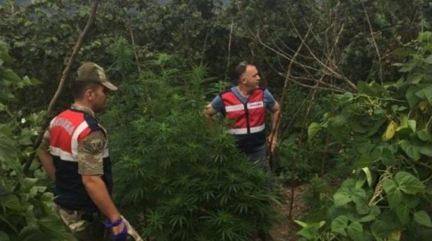 Jandarma Mısır Tarlasında Dişi Hint Keneviri Ele Ge&ccedil;irdi