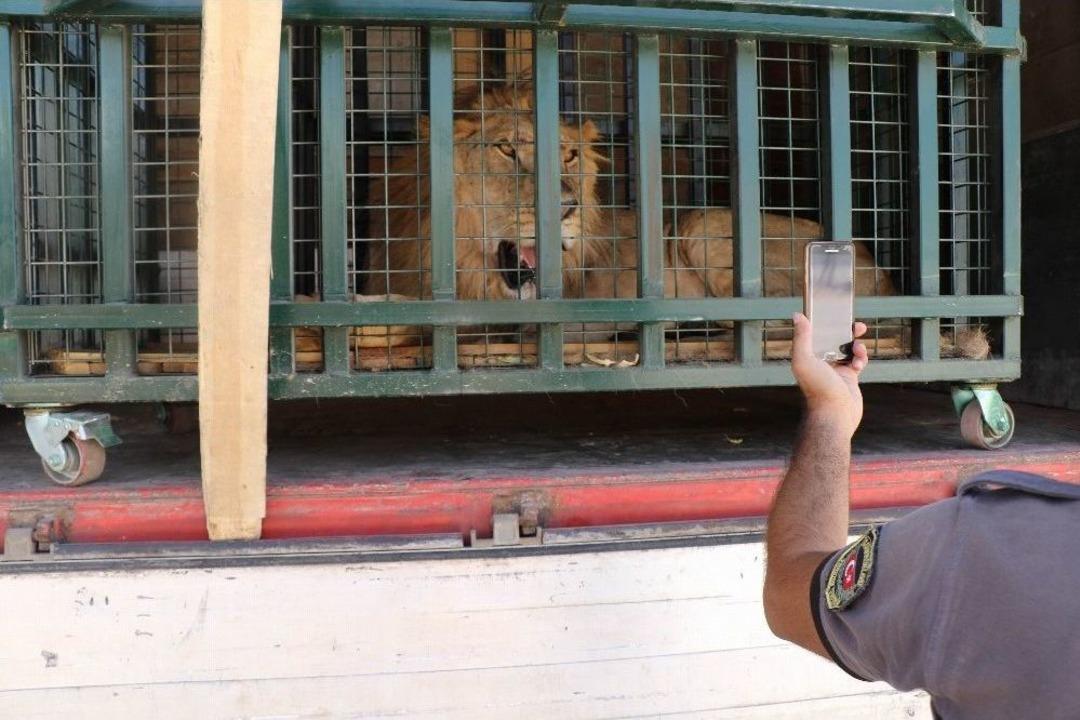 Savaşın Vurduğu Hayvanlar Halep&rsquo;ten T&uuml;rkiye&rsquo;ye Getirildi