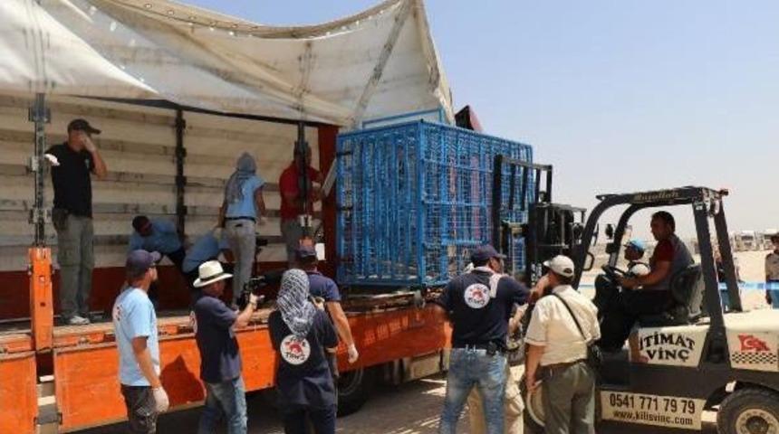 Savaşın Vurduğu Hayvanlar Halep'ten T&uuml;rkiye'ye Getirildi