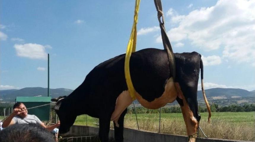 Sulama Kanalına D&uuml;şen İneği İtfaiye Kurtardı