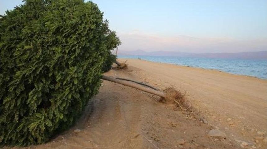 Erciş'te 5 Dakika S&uuml;ren Fırtına, Ağa&ccedil;ları Devirdi