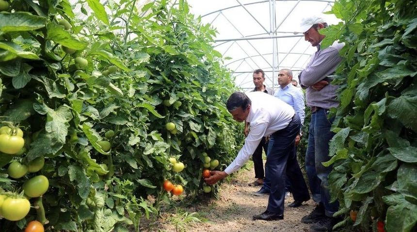 G&uuml;rpınar Belediyesinden &Ouml;rnek Sera