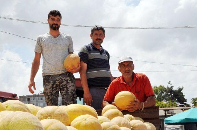 Bafra Ovası’nda Üreticiyi Nakliye Vurdu