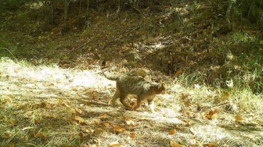 Kazdağları'ndaki Yaban Hayatı Kamerada