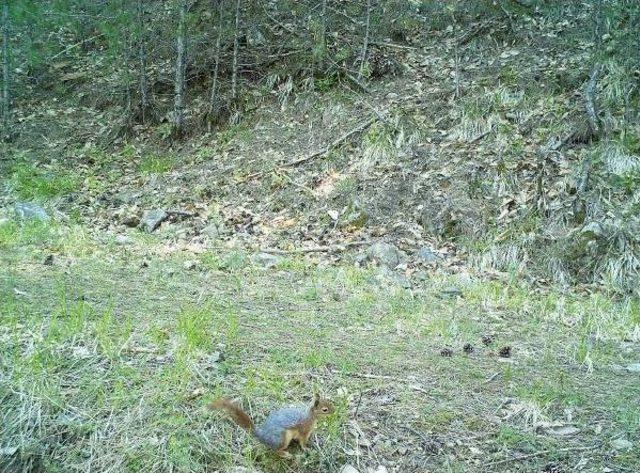 Kazdağları'ndaki Yaban Hayatı Kamerada