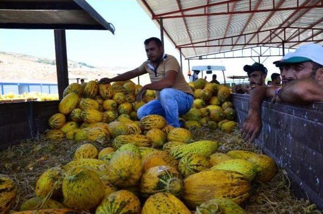 Kavun-Karpuz Üreticisini Hem Sıcak Hem Fiyatlar Yaktı