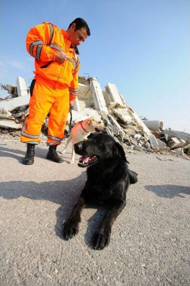 Kahraman Köpek Şans Hayatını Kaybetti