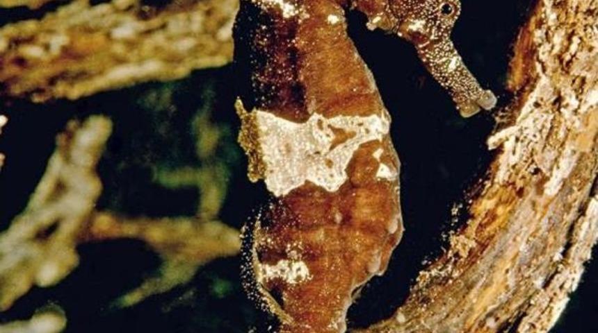 Akdeniz'de Nesli Tehlikede Olan 4 Canlı I&ccedil;in 'koruyalım' &Ccedil;ağrısı