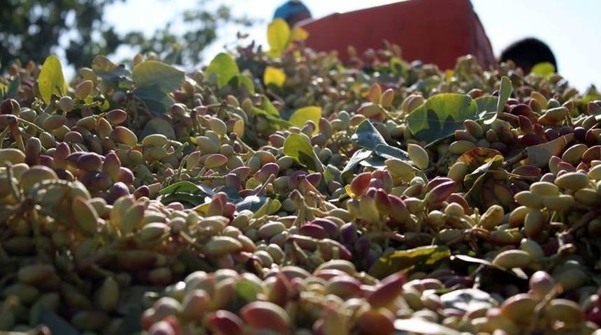 Birecik&rsquo;te Fıstık Hasadı Başladı