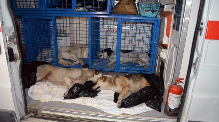 Ortaca&rsquo;da Zehirlendiği İddia Edilen 2 K&ouml;pek Telef Oldu