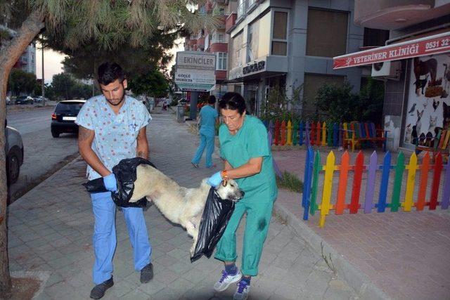 Ortaca’da Zehirlendiği İddia Edilen 2 Köpek Telef Oldu