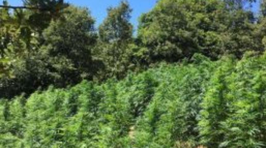 &Ouml;demiş&rsquo;Te Uyuşturucu Operasyonu: 3 G&ouml;zaltı