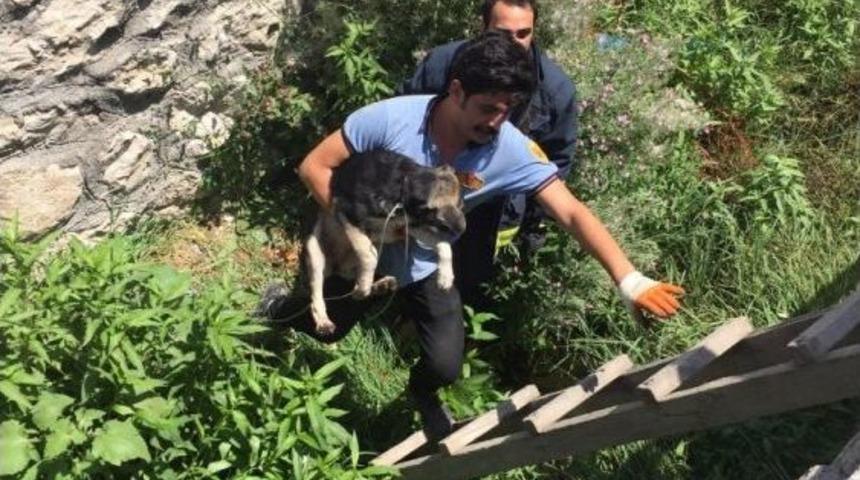 Derede Mahsur Kalan K&ouml;pek, İtfaiye Ekipleri Tarafından Kurtarıldı