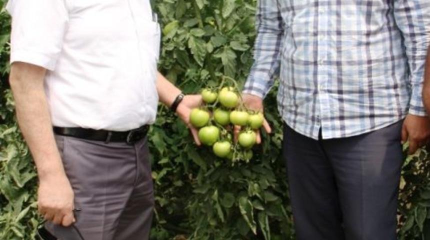 M&uuml;d&uuml;r G&ouml;rentaş&rsquo;tan Sebze &Uuml;reticilerine Ziyaret