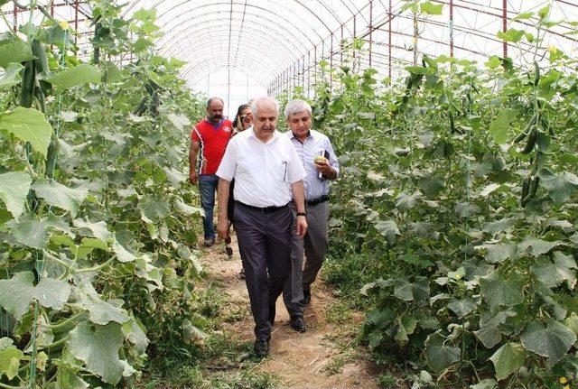 Müdür Görentaş’tan Sebze Üreticilerine Ziyaret