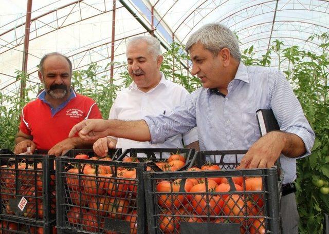 Müdür Görentaş’tan Sebze Üreticilerine Ziyaret