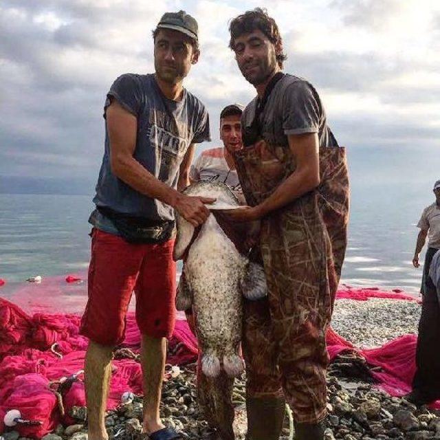 İznik Gölü’Nde 1.70 Metre Boyunda Yayın Balığı Yakalandı