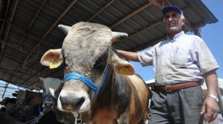 Kurbanlıklar Satışa &Ccedil;ıkarıldı