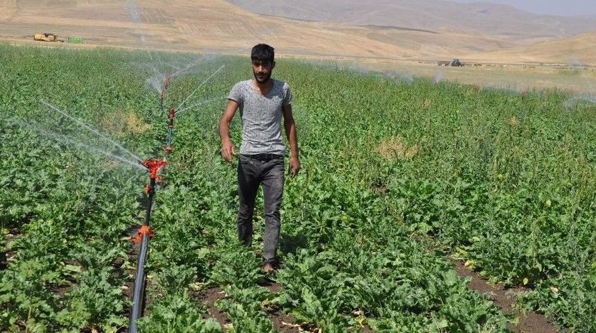 Şeker Pancarında Kota Sıkıntısı