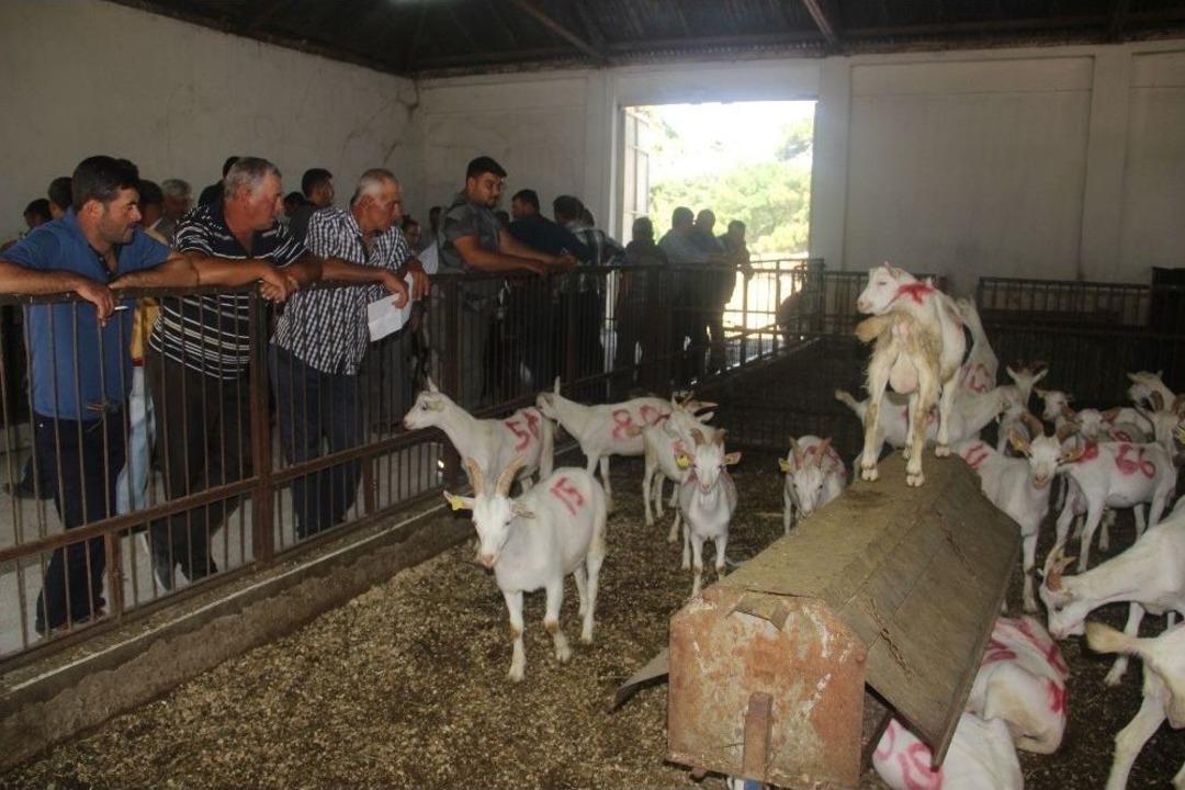 &Uuml;niversiteli Ke&ccedil;iler Kapışıldı