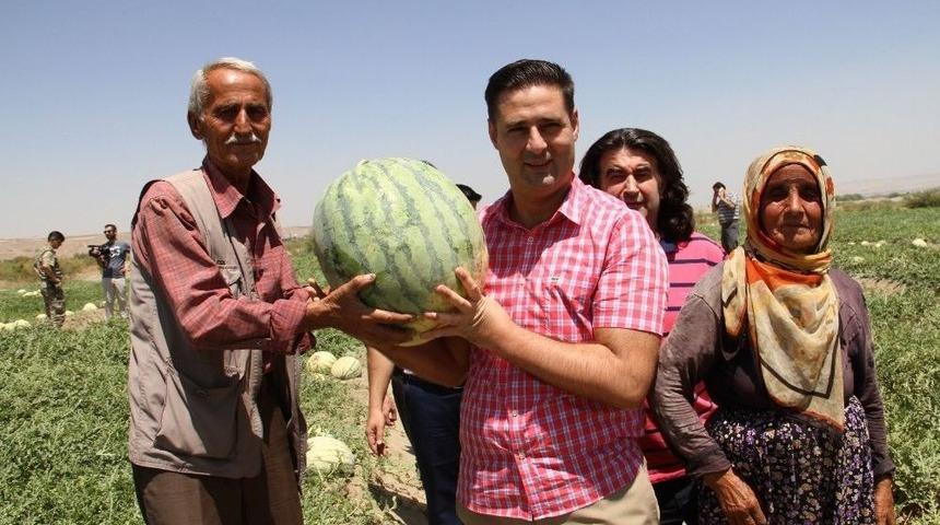 Başkan G&uuml;len&ccedil;, Festivale Katılacak &Ccedil;ift&ccedil;ilerin Karpuz Tarlasını İnceledi