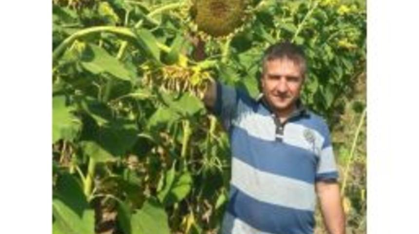 Yağlık Ay&ccedil;i&ccedil;eğinde Rekolte Sevindirdi