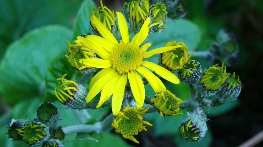 Bartın&rsquo;da Yeni Bir Endemik Bitki T&uuml;r&uuml; Keşfedildi