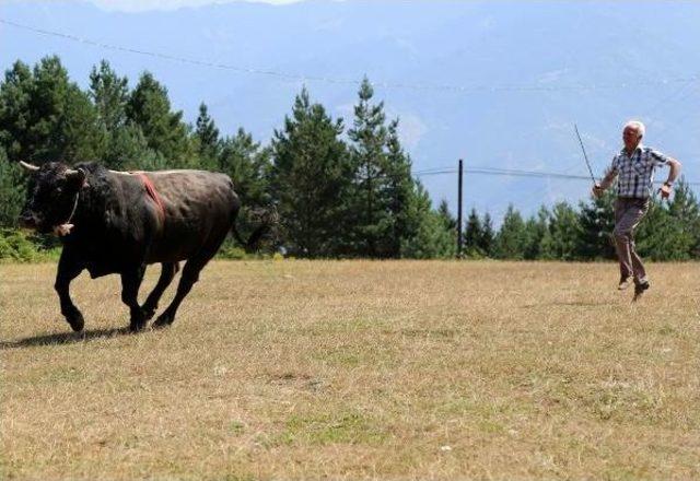 Karadeniz Ve Ege'nin Şampiyon Boğaları Karşı Karşıya Geliyor