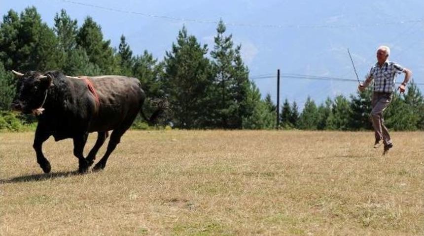Karadeniz Ve Ege'nin Şampiyon Boğaları Karşı Karşıya Geliyor