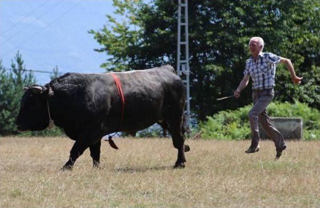 Karadeniz Ve Ege'nin Şampiyon Boğaları Karşı Karşıya Geliyor