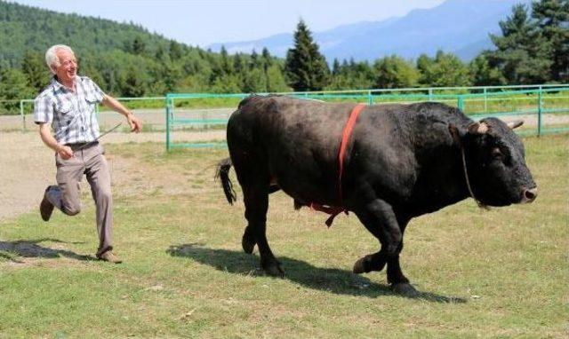 Karadeniz Ve Ege'nin Şampiyon Boğaları Karşı Karşıya Geliyor