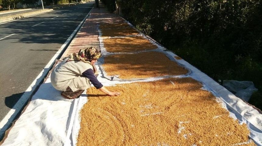 Bulgurluk Buğdaylar Kaldırımda Kurutuluyor